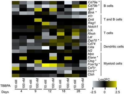 Tetrabromobisphenol A effects on differentiating mouse embryonic stem cells reveals unexpected impact on immune system